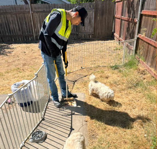 LBP crew member scooping a fenced Sacramento backyard with a dog nearby